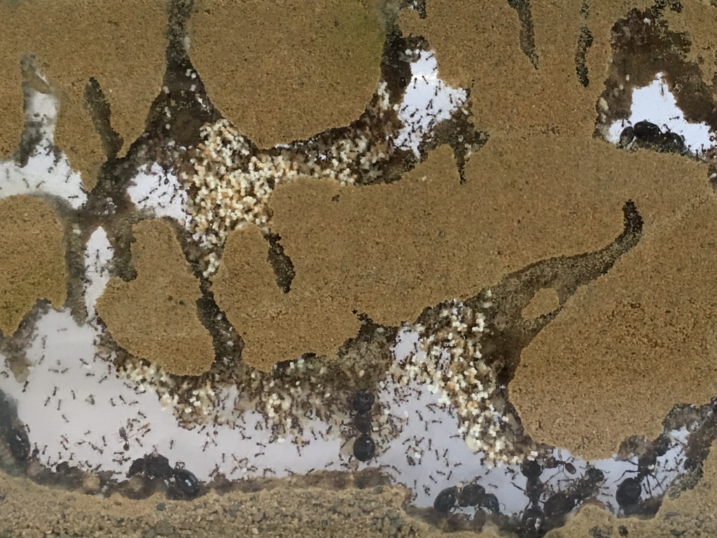 Bodengrund - Sand-Lehm beige - 200g